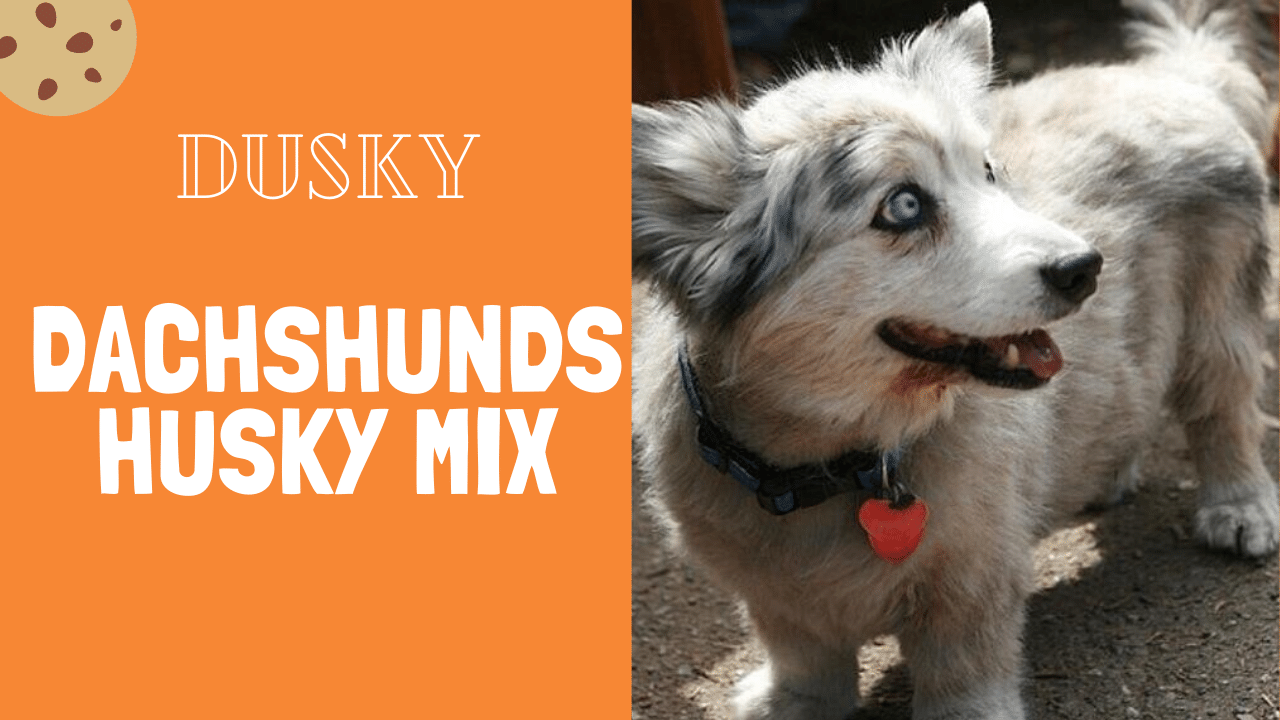 doxie husky mix