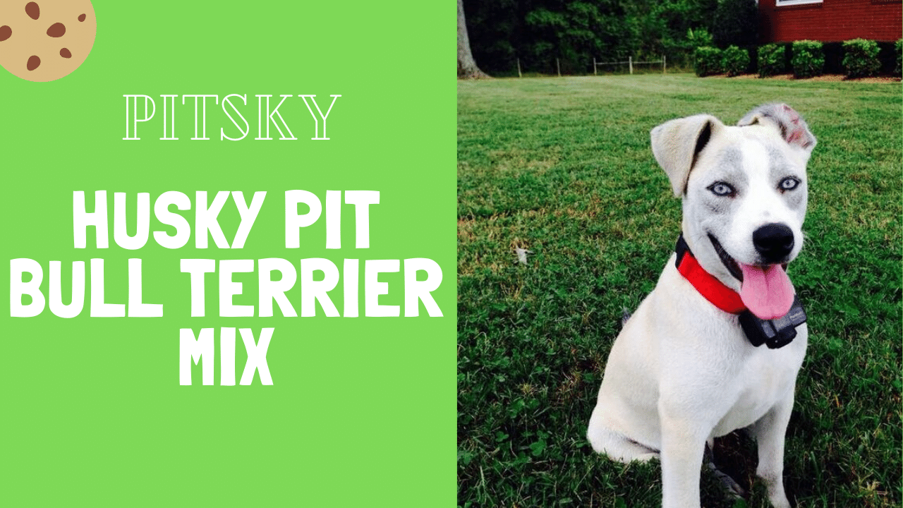 pitbull terrier husky mix
